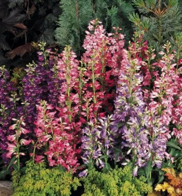 Rondo Penstemon Perennial Bright Mix Of Colors Spikes Of Tubular Flowers – Heirloom, Non-GMO seeds for planting in home garden – heirloom, non-GMO variety