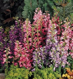 Rondo Penstemon Perennial Bright Mix Of Colors Spikes Of Tubular Flowers – Heirloom, Non-GMO seeds for planting in home garden – heirloom, non-GMO variety