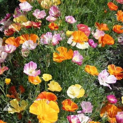 Ballerina Mix California Poppy Seeds for Planting Flower Seeds for Planting – Heirloom, Non-GMO seeds for planting in home garden – heirloom, non-GMO variety