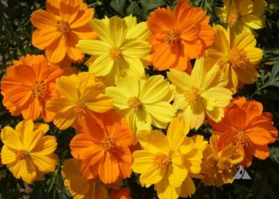 Cosmos SULPHUR DWARF Mix Orange Yellow Gold Butterflies & Bees NonGMO – Heirloom, Non-GMO seeds for planting in home garden – heirloom, non-GMO variety