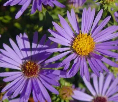 Aster AROMATIC Blue Purple Perennial Heirloom Fall Blooms USA Non-GMO seeds for planting in home garden â€“ heirloom, non-GMO variety