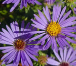 Aster AROMATIC Blue Purple Perennial Heirloom Fall Blooms USA Non-GMO seeds for planting in home garden â€“ heirloom, non-GMO variety