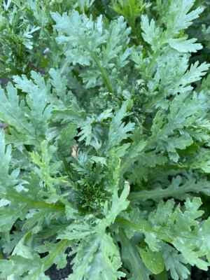 Shungiku Seeds for Planting, NON-GMO, Color Daisy, Garland Chrysanthemum Heirloom seeds for planting in home garden – heirloom, non-GMO variety