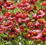 BLANKET FLOWER BURGUNDY Red Flowers Perennial Gaillardia Native NonGMO – Heirloom, Non-GMO seeds for planting in home garden – heirloom, non-GMO variety