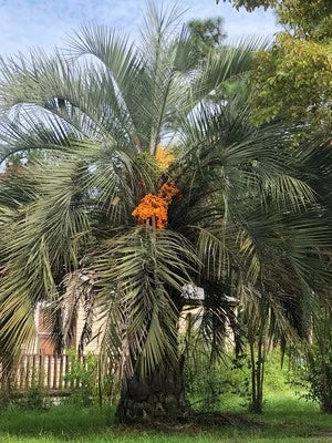 Jelly Palm Seeds for Planting Pack Butia odorata Cold-Hardy Tropical Fruit Palm – Heirloom, Non-GMO seeds for planting in home garden – heirloom, non-GMO variety