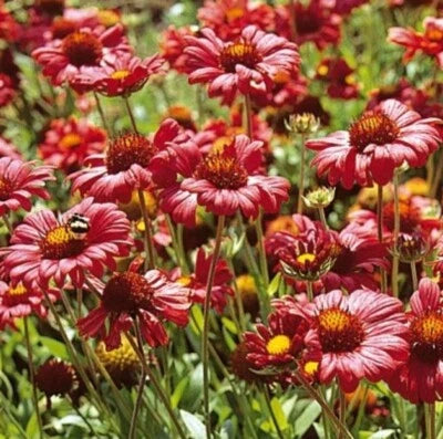 BLANKET FLOWER BURGUNDY Red Flowers Perennial Gaillardia Native NonGMO â€“ Heirloom, Non-GMO seeds for planting in home garden â€“ heirloom, non-GMO variety
