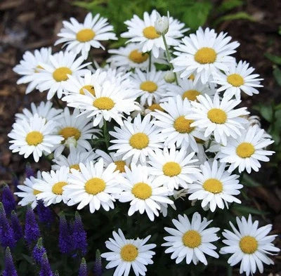 ALASKA SHASTA DAISY SEEDS (Chrysanthemum maximum)- Perennial Garden â€“ Heirloom, Non-GMO seeds for planting in home garden â€“ heirloom, non-GMO variety