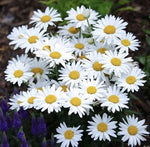 ALASKA SHASTA DAISY SEEDS (Chrysanthemum maximum)- Perennial Garden â€“ Heirloom, Non-GMO seeds for planting in home garden â€“ heirloom, non-GMO variety