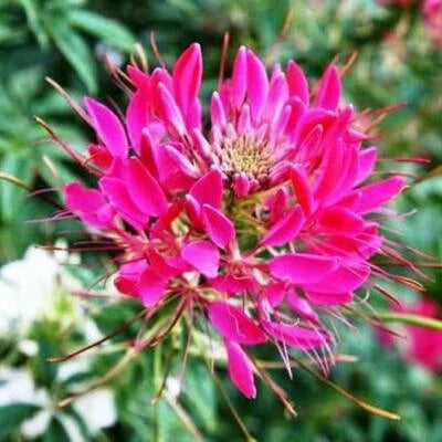 Cleome CHERRY QUEEN Spider Plant Attracts Butterflies Bees Non-GMO â€“ Heirloom seeds for planting in home garden â€“ heirloom, non-GMO variety