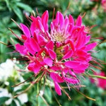 Cleome CHERRY QUEEN Spider Plant Attracts Butterflies Bees Non-GMO â€“ Heirloom seeds for planting in home garden â€“ heirloom, non-GMO variety