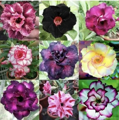Mixed Color Pink Red White Desert Rose Seeds for Planting – Heirloom, Non-GMO seeds for planting in home garden – heirloom, non-GMO variety