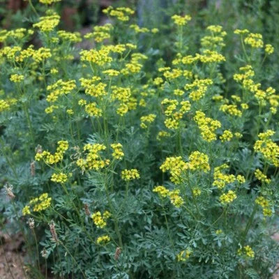 Rue (Ruta graveolens) Seeds for Planting Medicinal Herb Seeds for Planting NON - GMO, US FreeShip – Heirloom, Non-GMO seeds for planting in home garden – heirloom, non-GMO variety