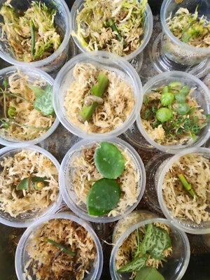 Beginner Propagation Kits – Heirloom, Non-GMO seeds for planting in home garden – heirloom, non-GMO variety