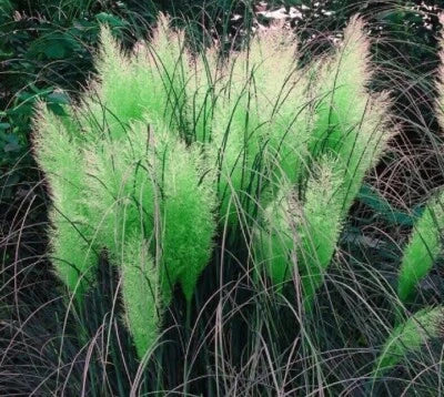 Green Pampas Grass Seeds for Planting Rare Unusual Stunning flower – Heirloom, Non-GMO seeds for planting in home garden – heirloom, non-GMO variety