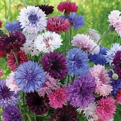 Cornflower Bachelor Button TALL Mix Cut Flowers Butterflies Non-GMO – Heirloom seeds for planting in home garden – heirloom, non-GMO variety