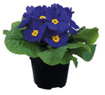 Primula Seeds for Planting Primula Early Blue Primrose Seeds for Planting – Heirloom, Non-GMO, Drought-Tolerant, Perennial seeds for planting in home garden – heirloom, non-GMO variety