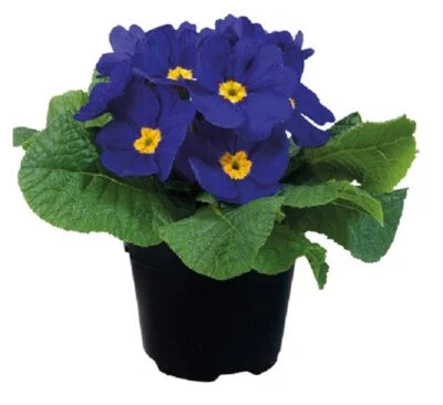 Primula Seeds for Planting Primula Early Blue Primrose Seeds for Planting – Heirloom, Non-GMO, Drought-Tolerant, Perennial seeds for planting in home garden – heirloom, non-GMO variety