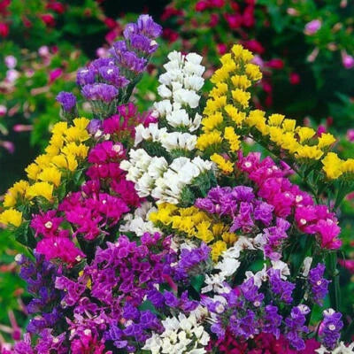 Statice PACIFIC MIX Traditional Cut Flowers Dried Arrangements Non-GMO – Heirloom seeds for planting in home garden – heirloom, non-GMO variety