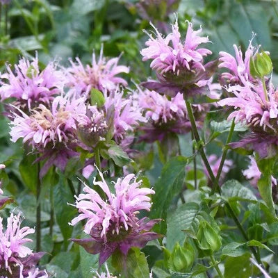 Wild Bergamot Seeds for Planting, Monarda, Bee Balm, Attracts Butterflies & Bees, FREE SHIP – Heirloom, Non-GMO seeds for planting in home garden – heirloom, non-GMO variety