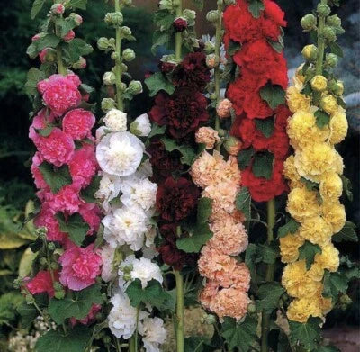 SEEDS-Summer Carnival Mix Hollyhock Seeds for Planting NON GMOBUY2Get1FREE – Heirloom, Non-GMO seeds for planting in home garden – heirloom, non-GMO variety