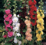 SEEDS-Summer Carnival Mix Hollyhock Seeds for Planting NON GMOBUY2Get1FREE – Heirloom, Non-GMO seeds for planting in home garden – heirloom, non-GMO variety