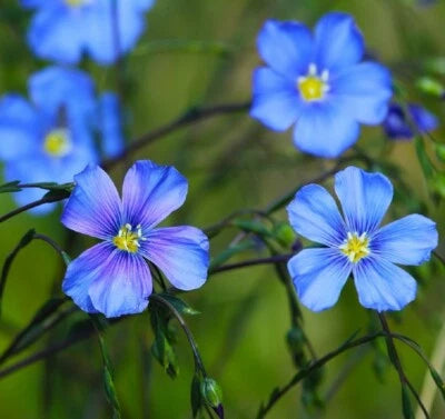 Blue Linum Flax Seed Non-GMO 2nd Year Maturity Perennial Flowers Heirloom seeds for planting in home garden â€“ heirloom, non-GMO variety