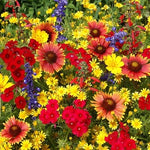 Texas Oklahoma Wildflower Mix, Species of Stunning Native Flowers, Easy Grow – Heirloom, Non-GMO seeds for planting in home garden – heirloom, non-GMO variety
