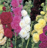 Summer Carnival Mix Hollyhock Seeds for Planting Non-GMO USA – Heirloom seeds for planting in home garden – heirloom, non-GMO variety
