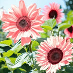 Iris Tectorum Rose Sunflower Seeds for Planting - Non-GMO Heirloom Variety Pink Blooms seeds for planting in home garden â€“ heirloom, non-GMO variety
