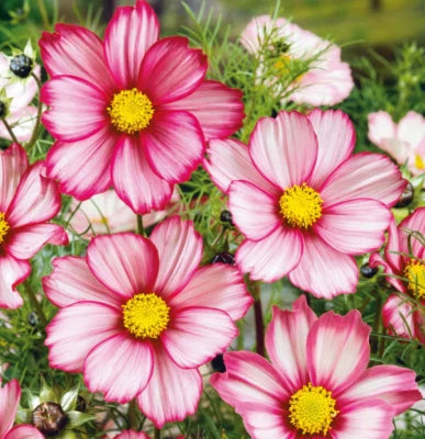 Cosmos RED STRIPE Bi-Colored Flowers Pollinators Butterflies Non-GMO â€“ Heirloom seeds for planting in home garden â€“ heirloom, non-GMO variety