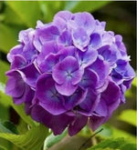 for Purple & Pink HYDRANGEA RARE flower exotic bush plant USA Seller 1B – Heirloom, Non-GMO seeds for planting in home garden – heirloom, non-GMO variety