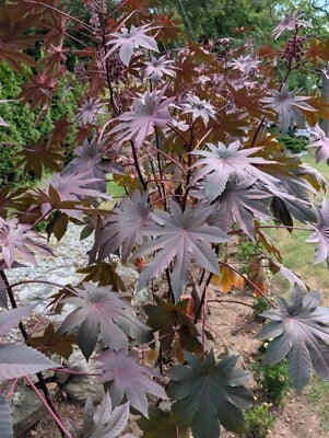 Purple WonderTree Exotic Seeds for Planting Organic USA Seeds for Planting Ships free – Heirloom, Non-GMO seeds for planting in home garden – heirloom, non-GMO variety