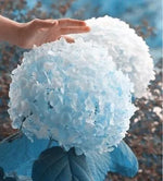 for Light Blue HYDRANGEA RARE flower exotic bush plant USA Seller 2B – Heirloom, Non-GMO seeds for planting in home garden – heirloom, non-GMO variety