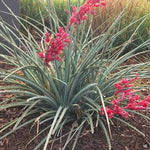 Red Yucca Seeds for Planting - Red Yucca Seeds for Planting – Heirloom, Non-GMO seeds for planting in home garden – heirloom, non-GMO variety