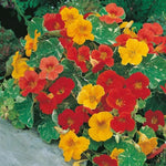 Alaska Mix Nasturtium Seeds for Planting Edible Flowers & Leaves HeirloomNon-GMO , Edible Flowers and Leaves seeds for planting in home garden – heirloom, non-GMO variety