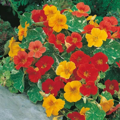 Alaska Mix Nasturtium Seeds for Planting Edible Flowers & Leaves HeirloomNon-GMO , Edible Flowers and Leaves seeds for planting in home garden – heirloom, non-GMO variety