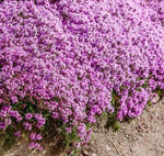 Creeping Thyme Seeds for Planting, (Thymus Serpyllum) Perennial & Purple Groundcover â€“ Heirloom, Non-GMO seeds for planting in home garden â€“ heirloom, non-GMO variety