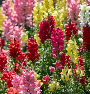 Snapdragon RAINBOW MIX Cut Flowers Attracts Hummingbirds USA Non-GMO â€“ Heirloom, Easy to Grow, Annual Blooms seeds for planting in home garden â€“ heirloom, non-GMO variety