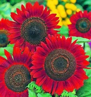 Sunflower Seeds for Planting- Vibrant Red Velvet Queen, Heirloom, , Non-GMO seeds for planting in home garden – heirloom, non-GMO variety
