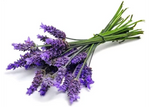 Lavender Blue Flower Ellagance Lavandula Purple Fragrants Herbs Family – Heirloom, Non-GMO, Drought-Tolerant, Perennial seeds for planting in home garden – heirloom, non-GMO variety