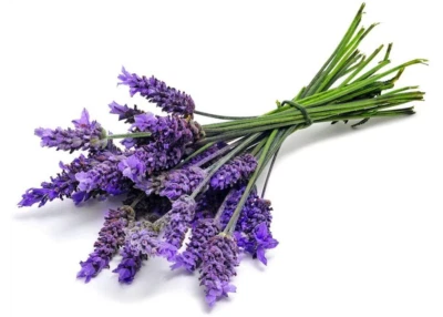Lavender Blue Flower Ellagance Lavandula Purple Fragrants Herbs Family – Heirloom, Non-GMO, Drought-Tolerant, Perennial seeds for planting in home garden – heirloom, non-GMO variety