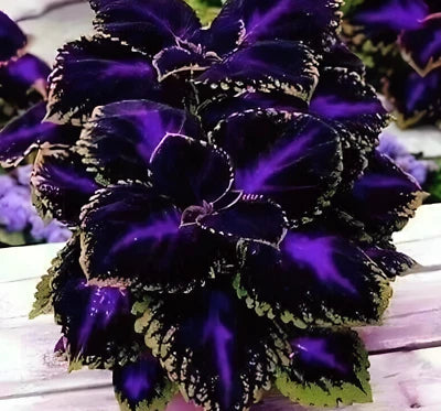 Black Purple Coleus Seeds for Planting Bold Foliage Plant Easy-to-Grow for Garden or – Heirloom, Non-GMO seeds for planting in home garden – heirloom, non-GMO variety