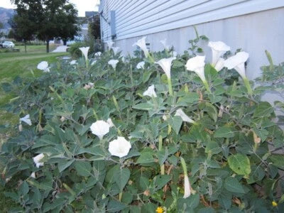 Datura, , Trumpet Flower, Angel Trumpet, Moon Flower, Sacred Datura â€“ Heirloom, Non-GMO seeds for planting in home garden â€“ heirloom, non-GMO variety