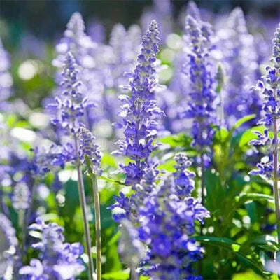 Hyssop Seeds for Planting Blue-Purple Flowers Heirloom Non-GMO seeds for planting in home garden – heirloom, non-GMO variety