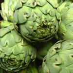 Green Globe Artichoke Seeds for Planting Non-GMO Heirloom Fresh Garden Seeds for Planting seeds for planting in home garden – heirloom, non-GMO variety