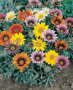 Gazanias Treasures Brights Blooms Talants Flowers Silvery White Foliage – Heirloom, Non-GMO seeds for planting in home garden – heirloom, non-GMO variety