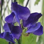 Royal Navy Blue Sweet Pea Seeds for Planting BluePurple Flowers – Heirloom, Non-GMO, Fragrant, Climbing Annual seeds for planting in home garden – heirloom, non-GMO variety