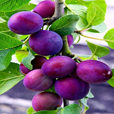AMERICAN PLUM TREE SEEDS (Prunus americana) Fast Fruit Flower Plant Hardy-Zone – Heirloom, Non-GMO seeds for planting in home garden – heirloom, non-GMO variety