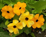 BLACK EYED SUSAN VINE Mixed Colors Tender Perennial Pollinators Non-GMO – Heirloom seeds for planting in home garden – heirloom, non-GMO variety