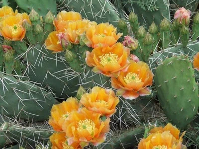 Opuntia phaeacantha woodsii Brilliant Orange Cactus Seeds for Planting – Heirloom, Non-GMO seeds for planting in home garden – heirloom, non-GMO variety